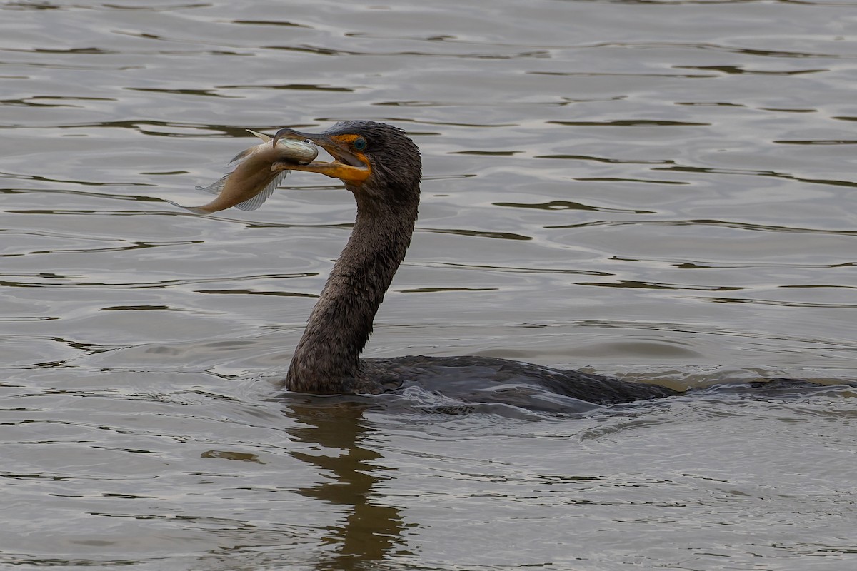 Double-crested Cormorant - ML641991201