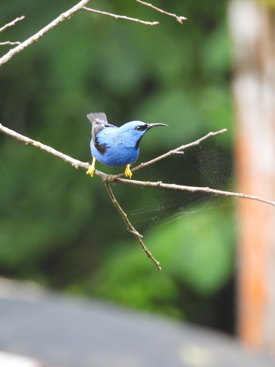 Shining Honeycreeper - ML641991216