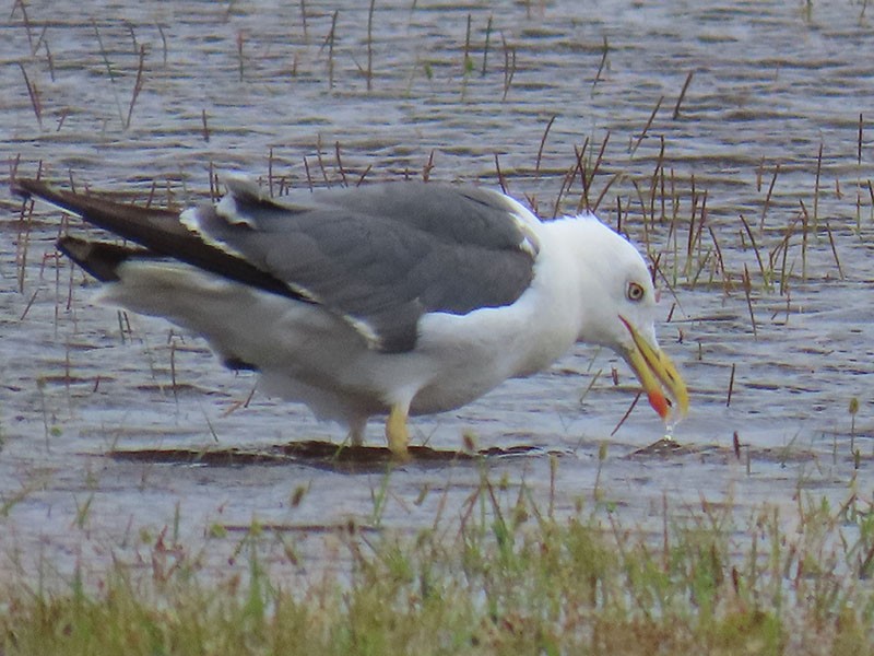 小黑背鷗 - ML641991217