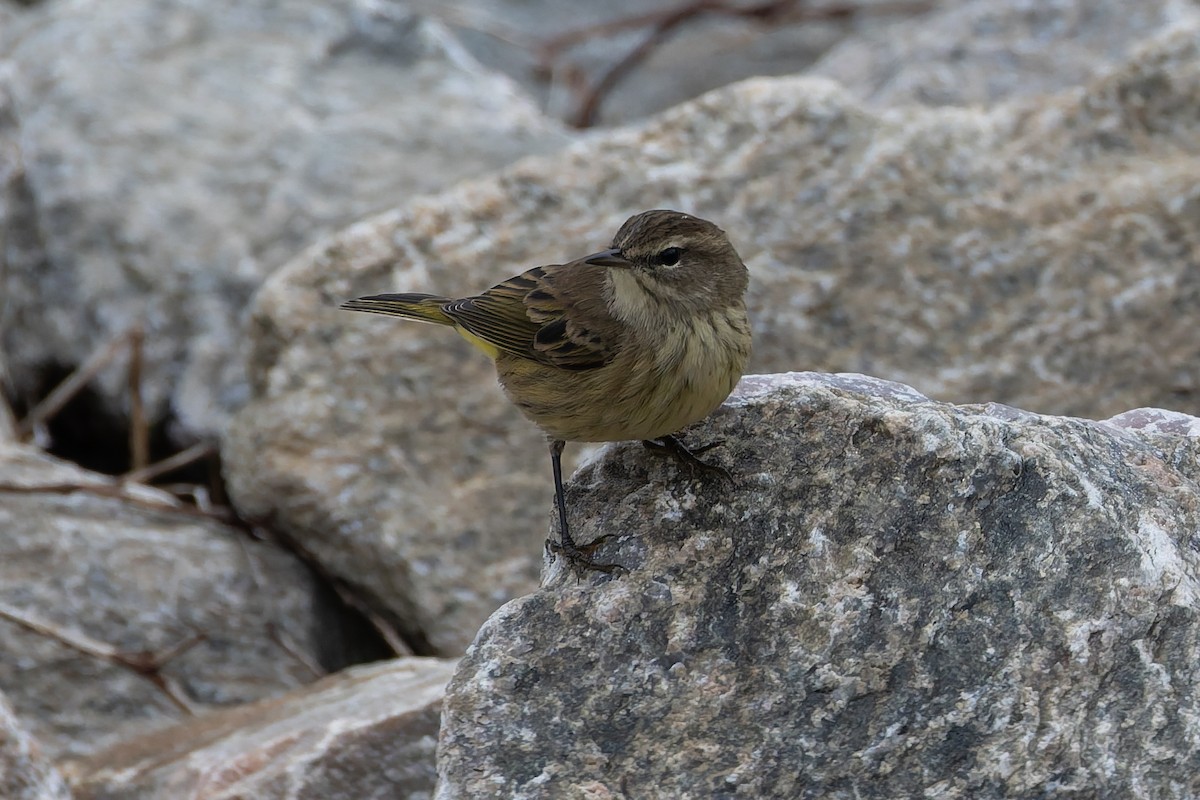 Palm Warbler - ML641991218
