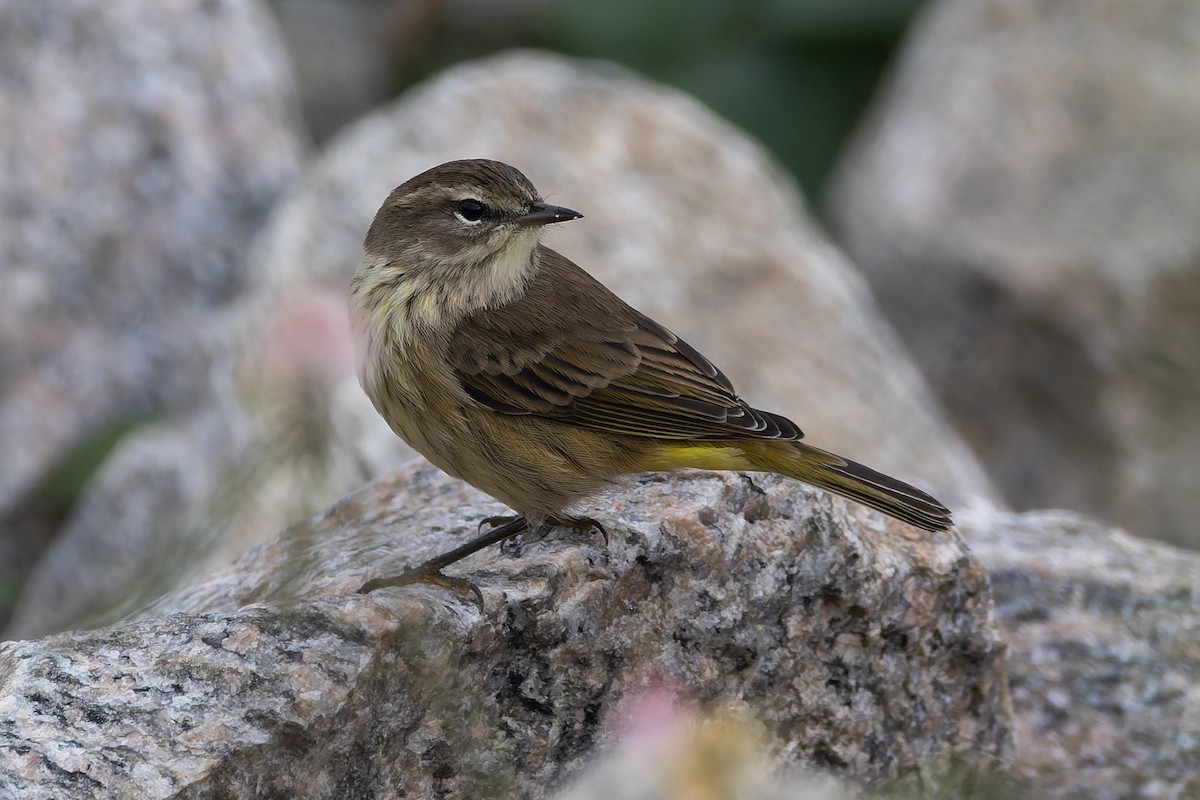 Palm Warbler - ML641991219