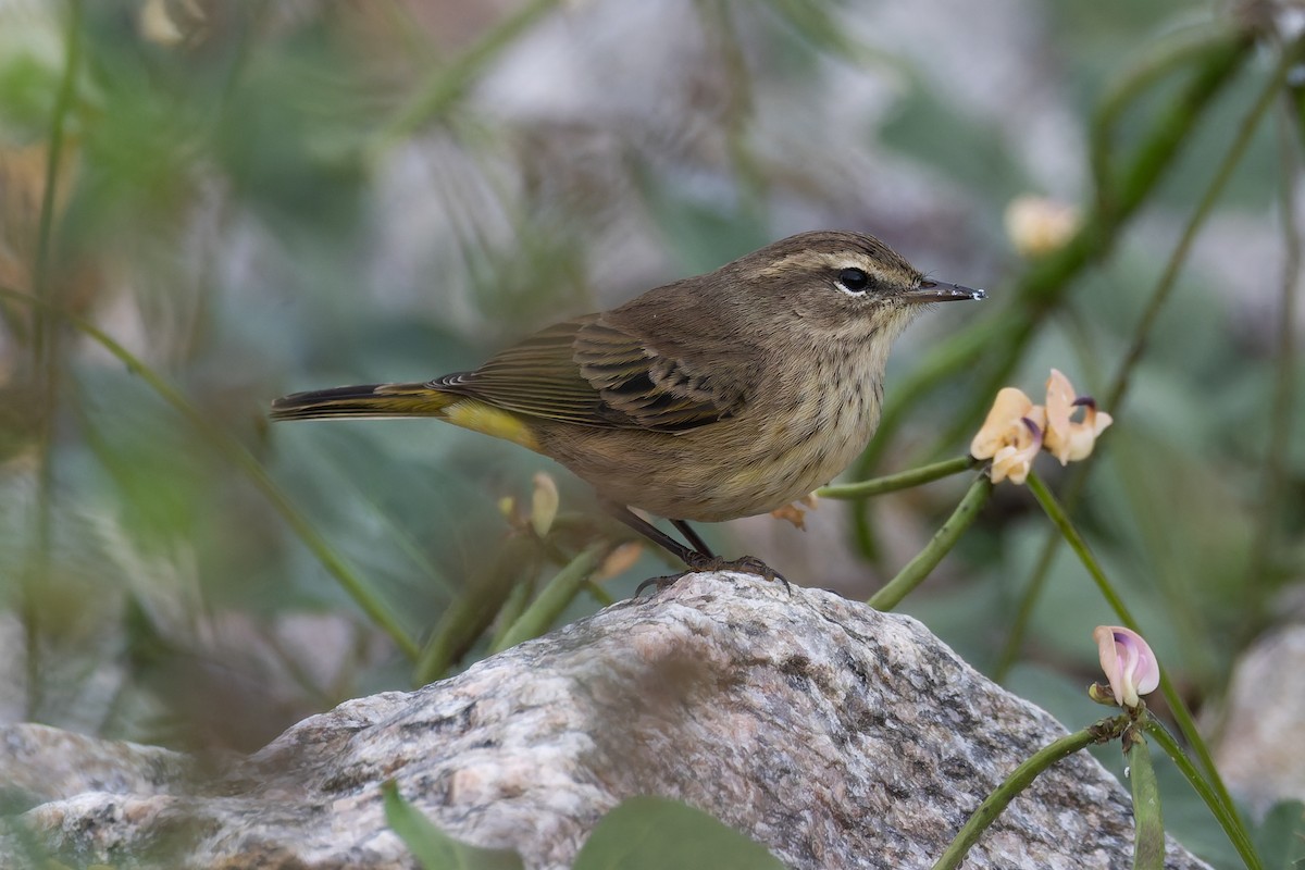 Palm Warbler - ML641991220