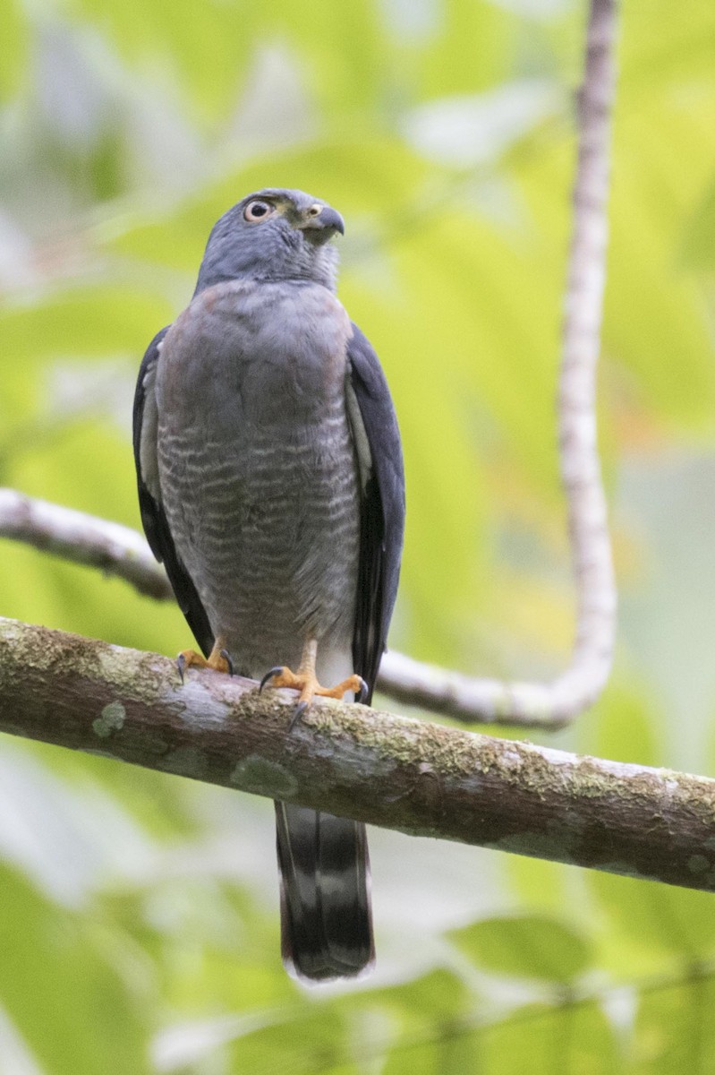 Double-toothed Kite - ML641991222