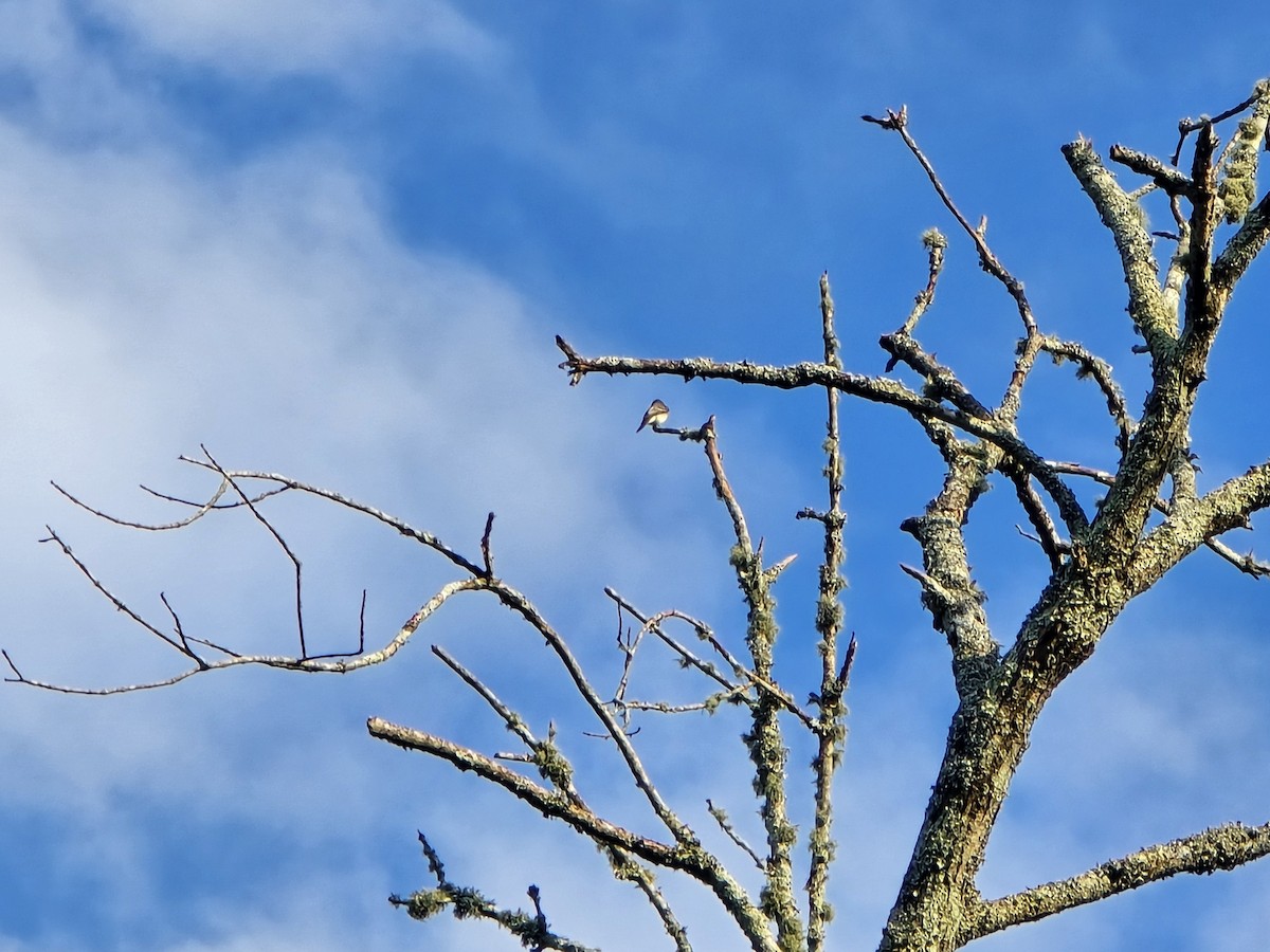 Eastern Wood-Pewee - ML641991225