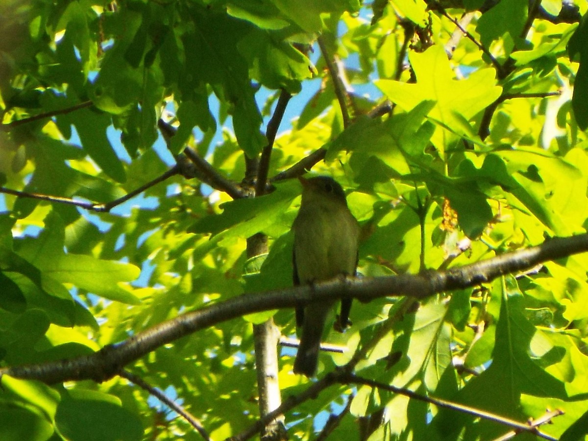 Yellow-bellied Flycatcher - ML641991226