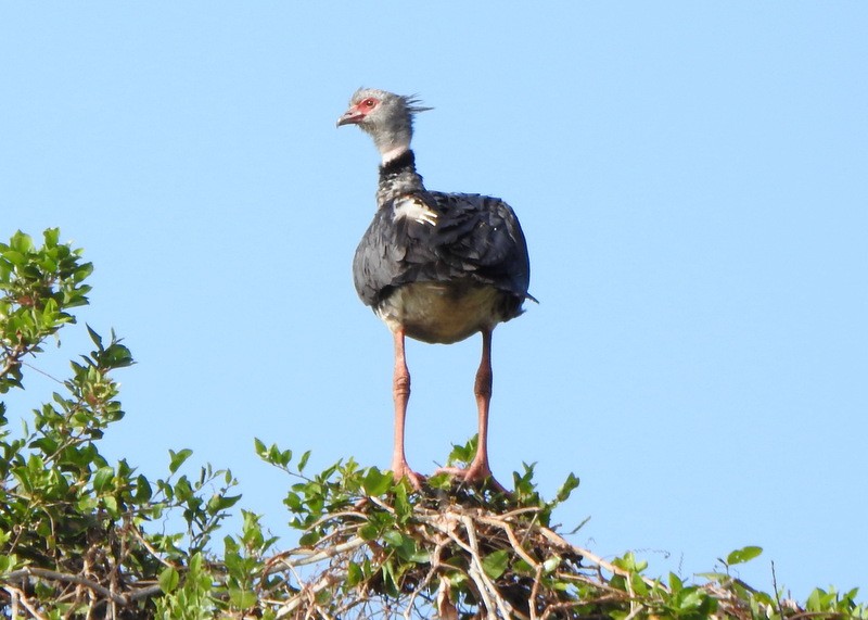 Southern Screamer - ML641991227