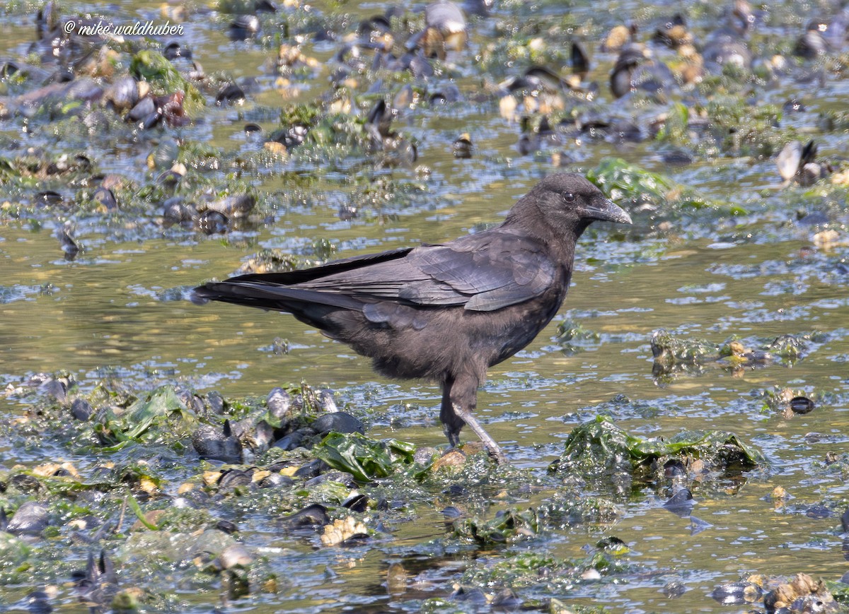 American Crow - ML641991228
