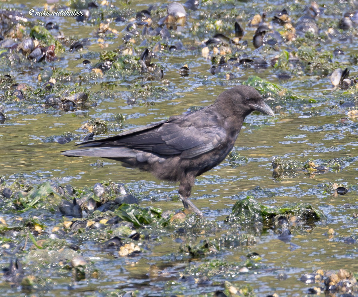 American Crow - ML641991229