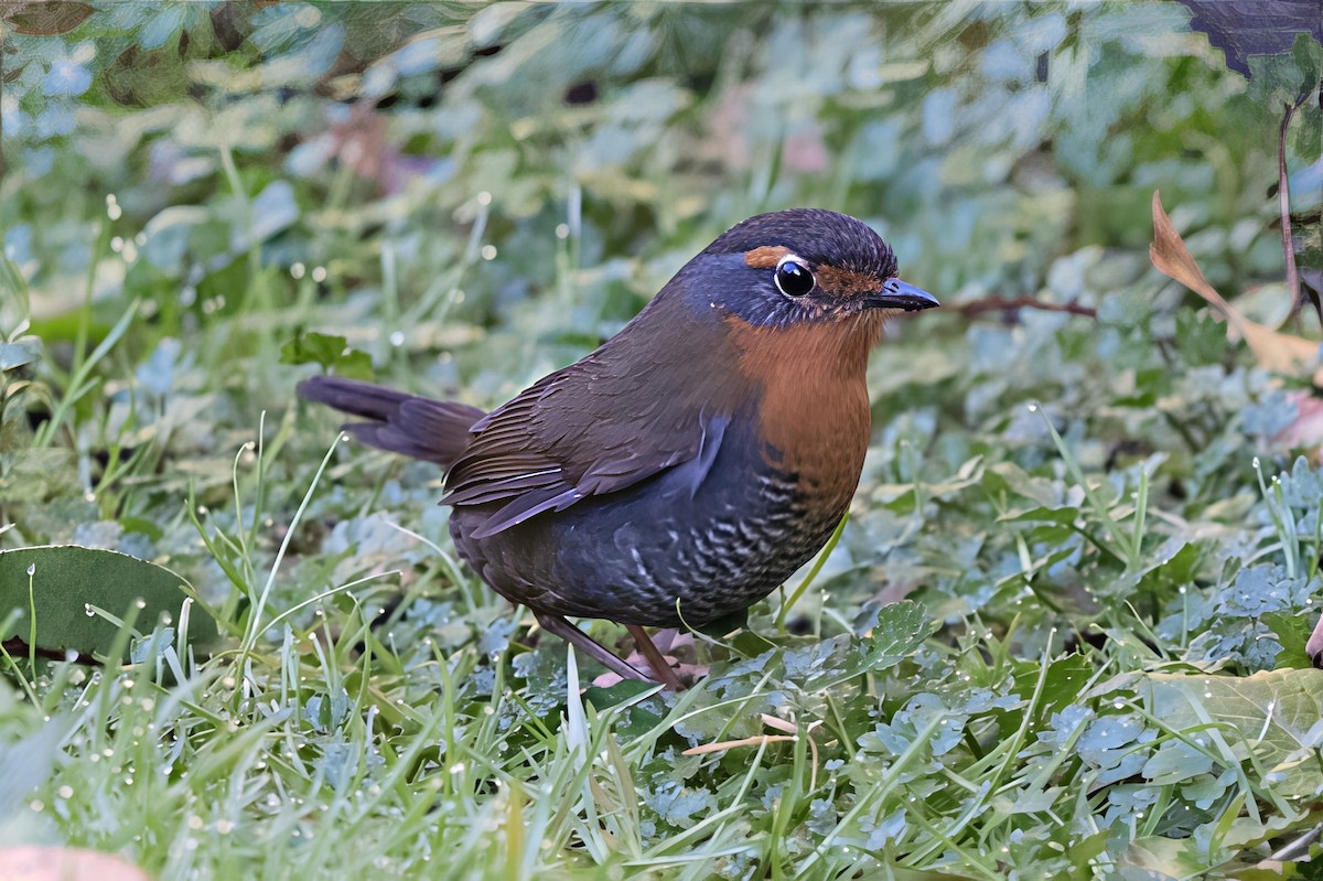 Chucao Tapaculo - ML641991231