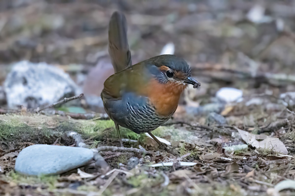 Chucao Tapaculo - ML641991232