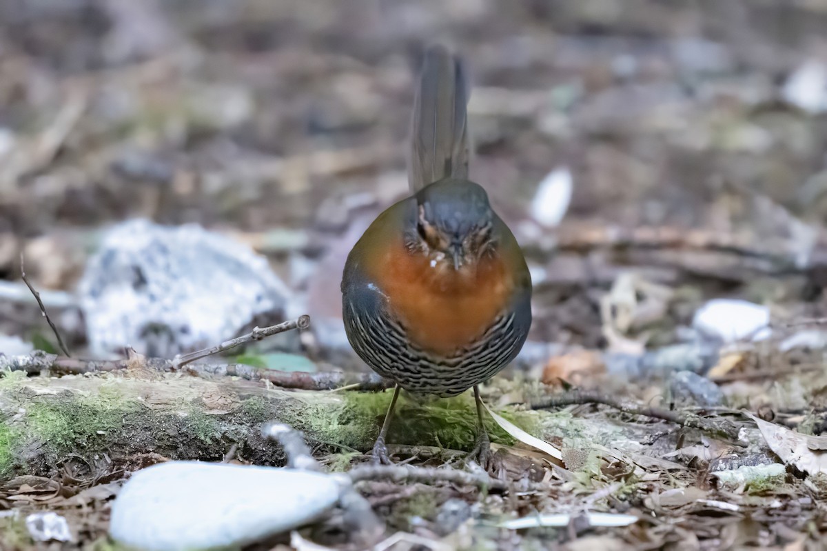 Chucao Tapaculo - ML641991233