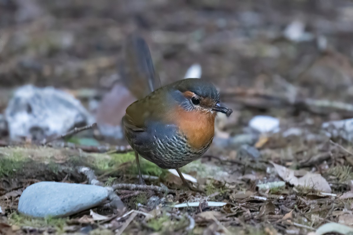 Chucao Tapaculo - ML641991234