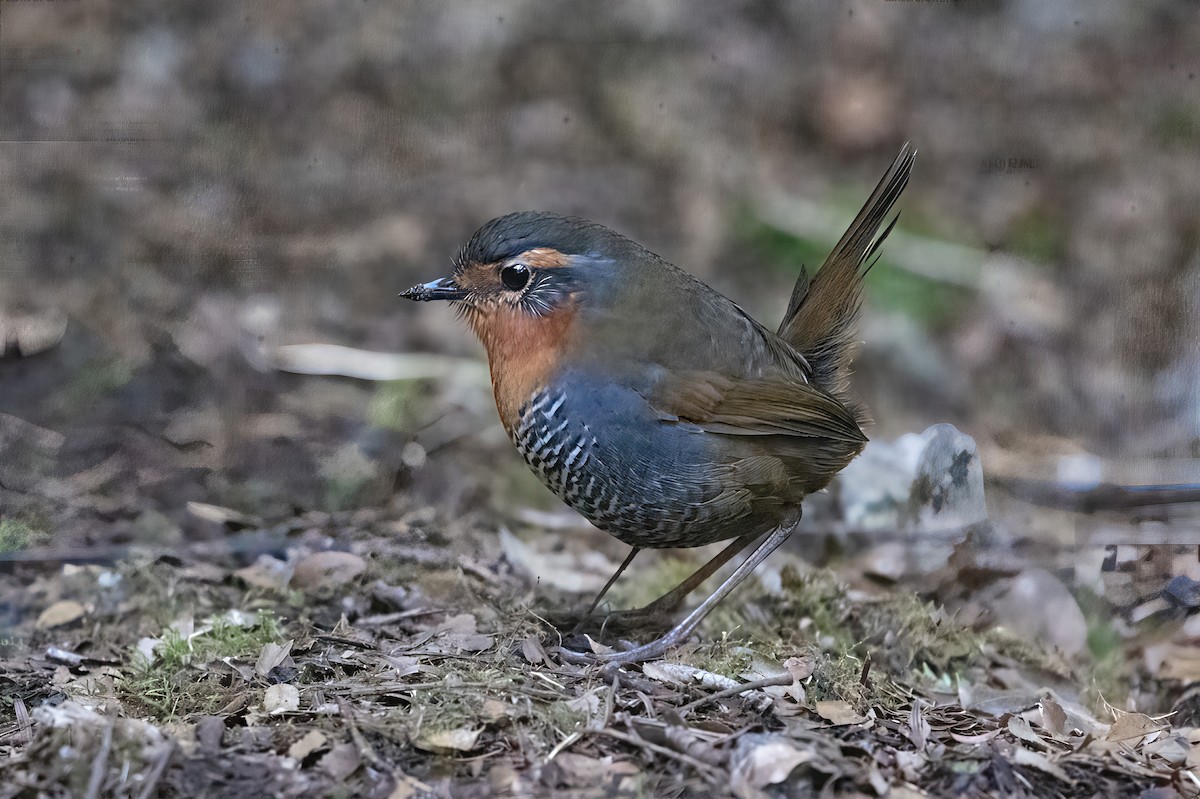 Chucao Tapaculo - ML641991235