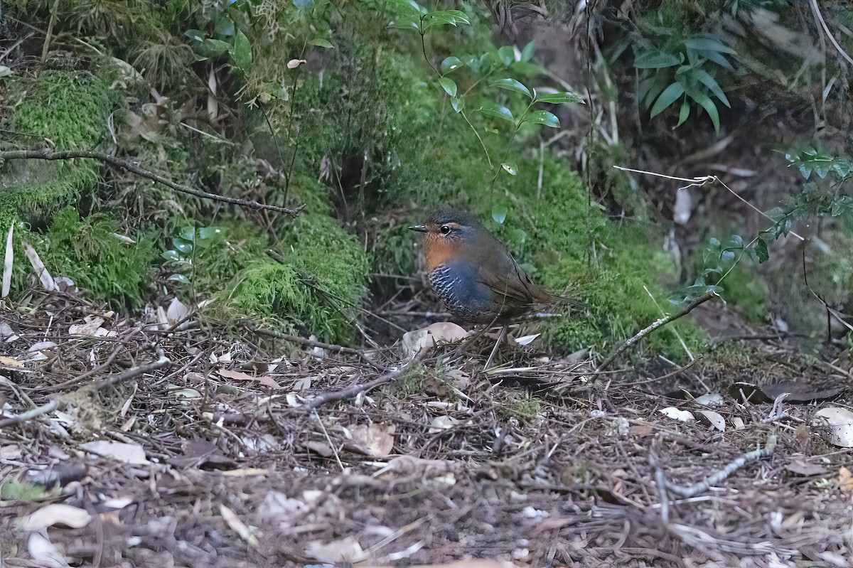 Chucao Tapaculo - ML641991236