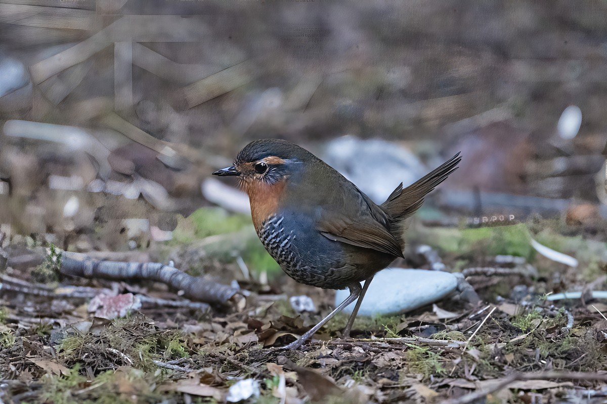 Chucao Tapaculo - ML641991237