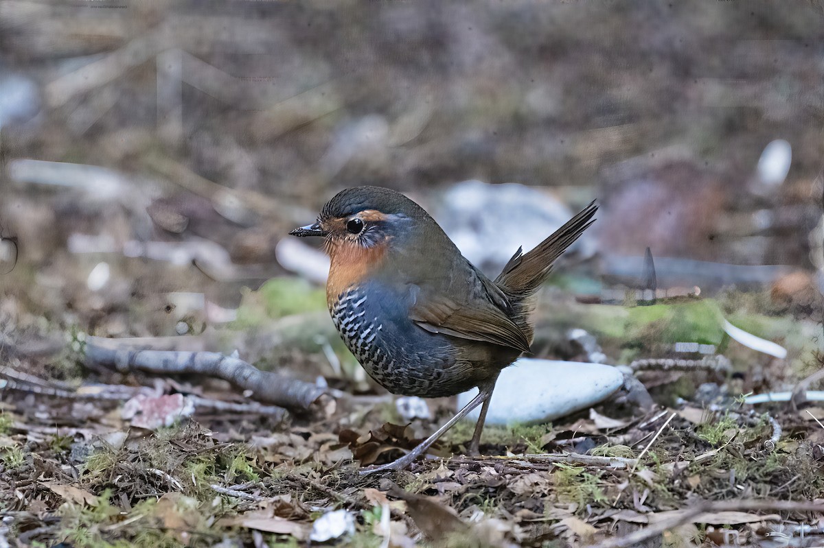 Chucao Tapaculo - ML641991238