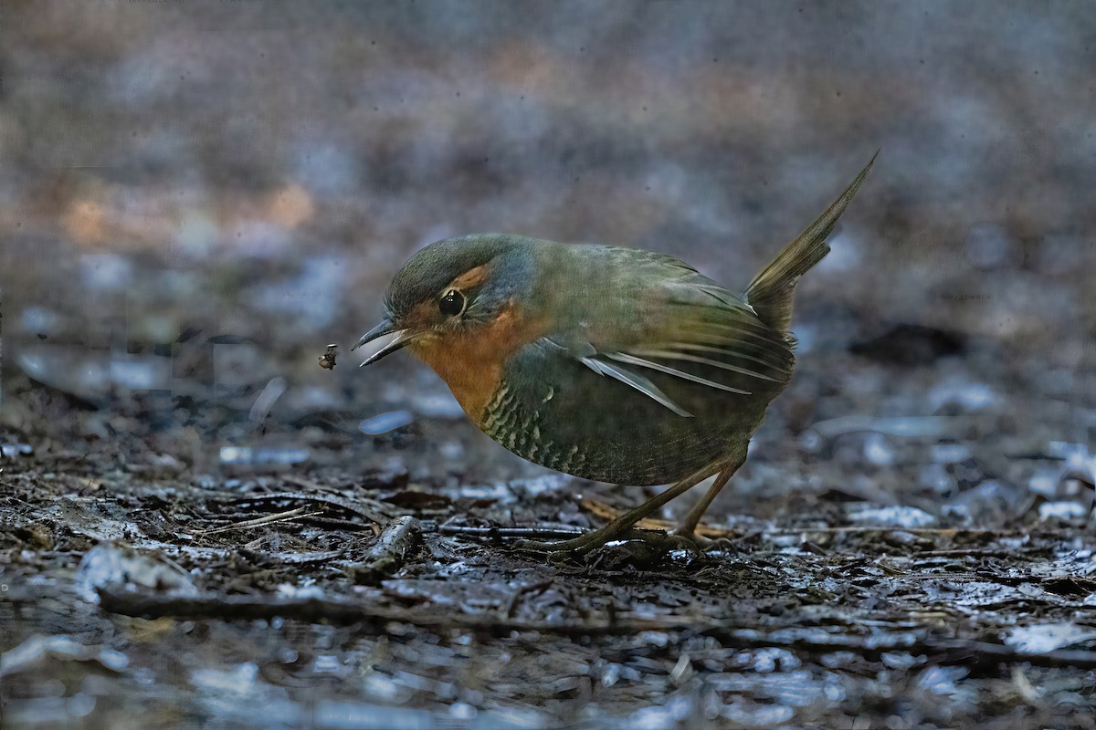 Chucao Tapaculo - ML641991239
