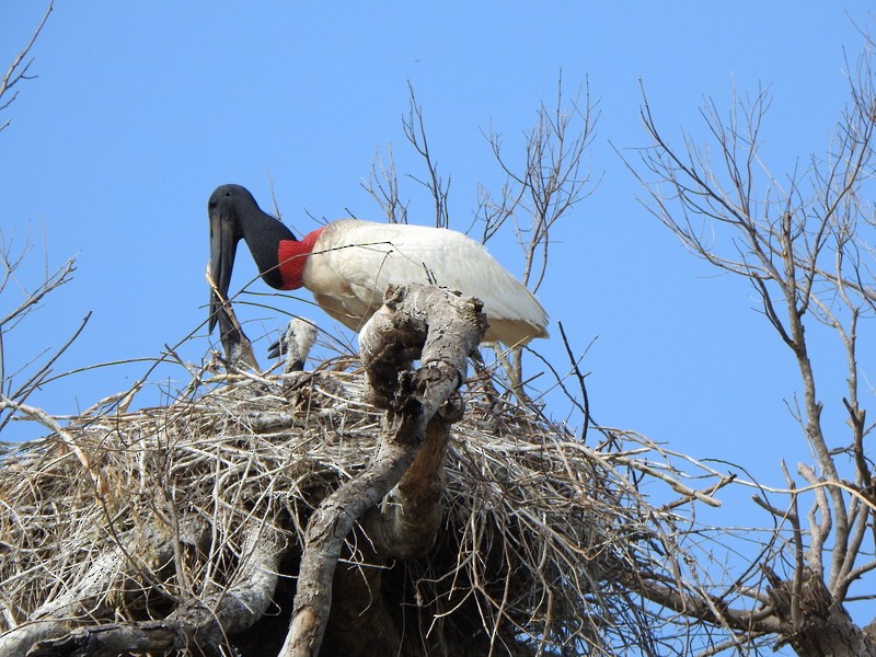 Jabiru - ML641991240