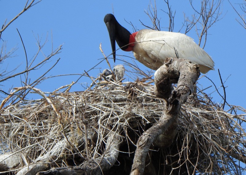 Jabiru - ML641991241