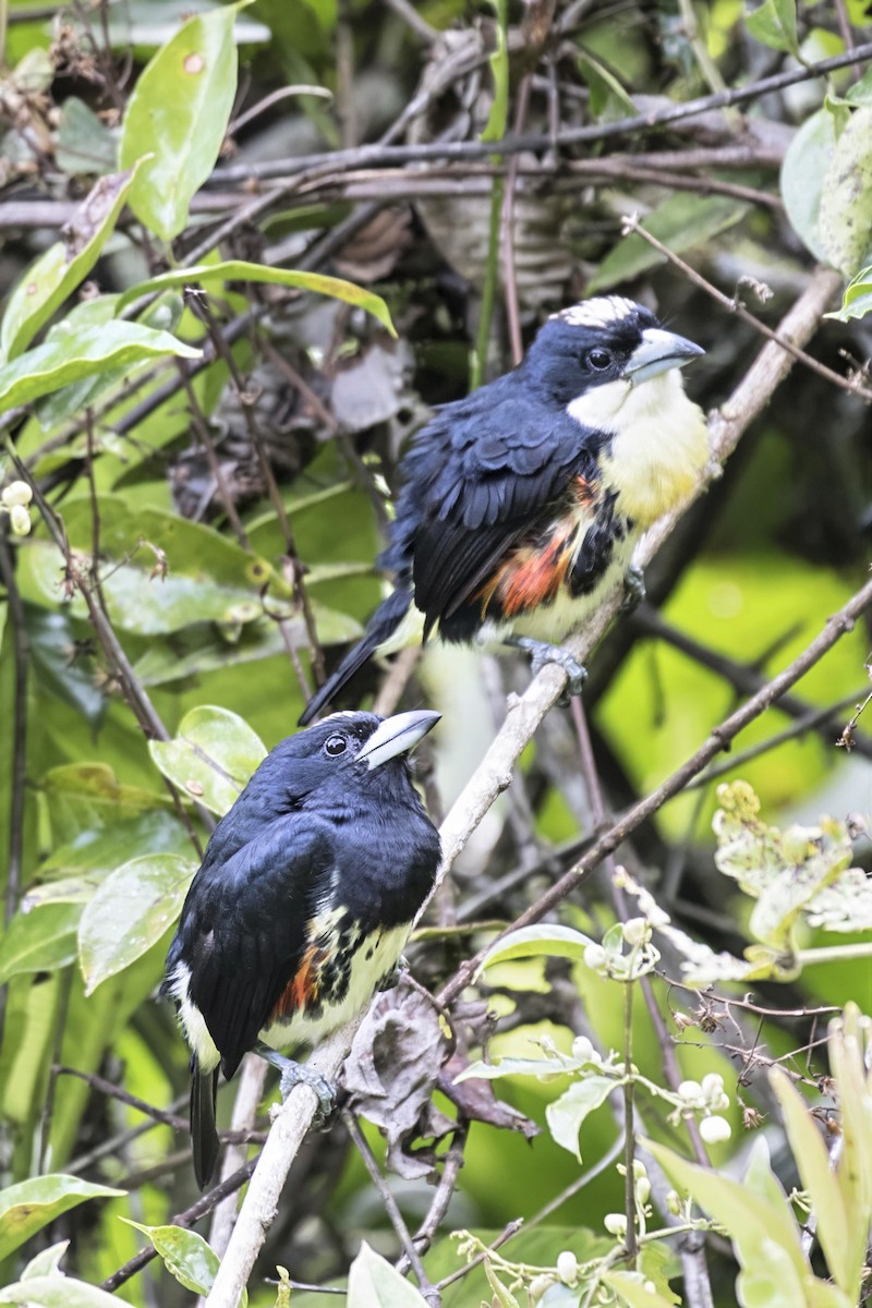 Spot-crowned Barbet - ML641991242