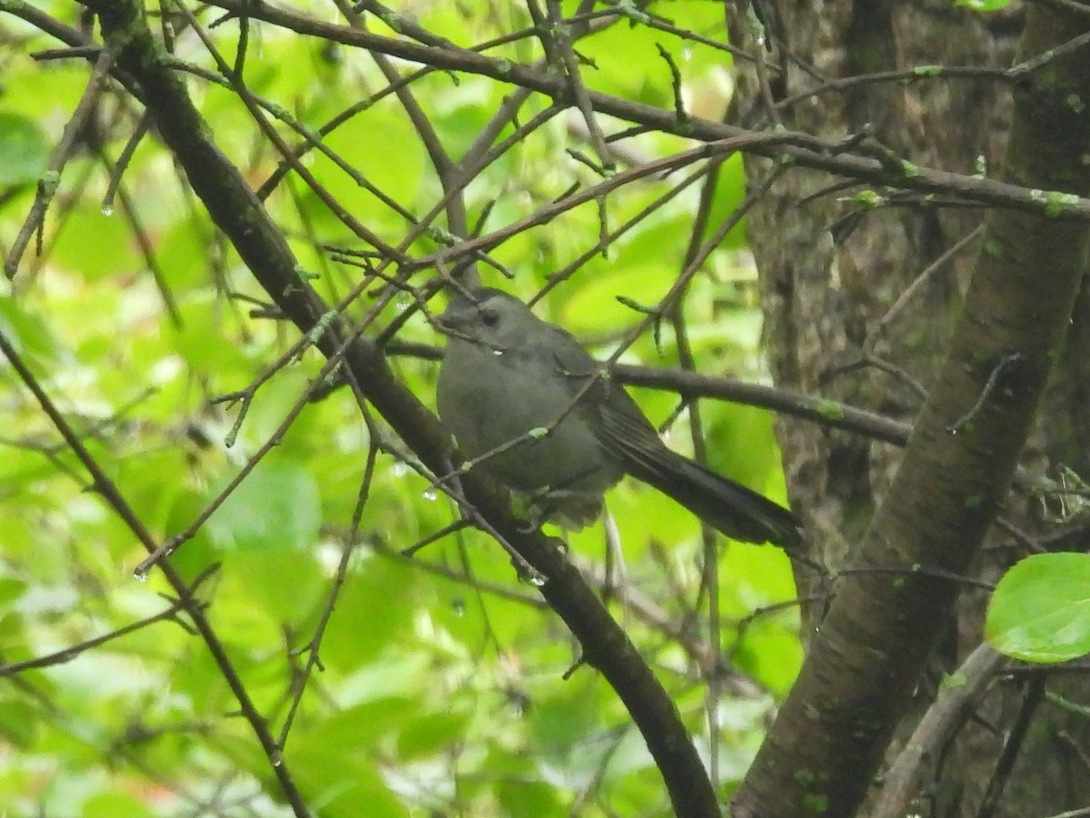 Gray Catbird - ML641991244