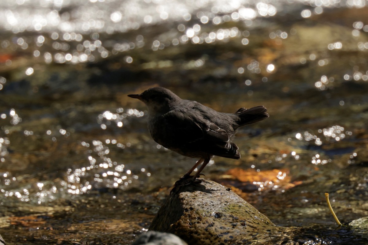 American Dipper - ML641991252