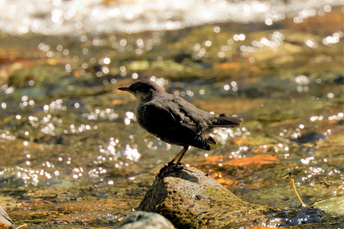 American Dipper - ML641991253