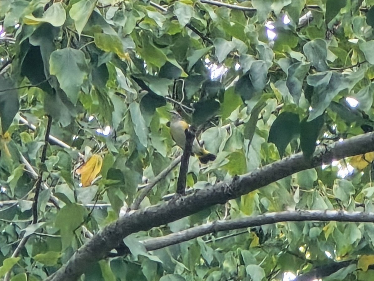 rødstjertparula - ML641991262