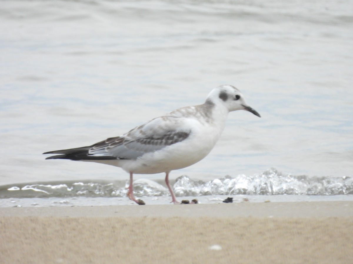 Bonaparte's Gull - ML641991263