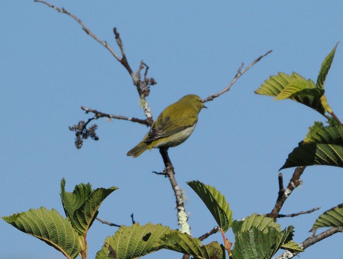 Tennessee Warbler - ML641991267