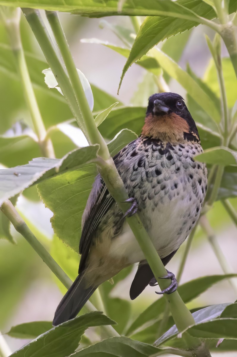 Rufous-throated Tanager - ML641991268