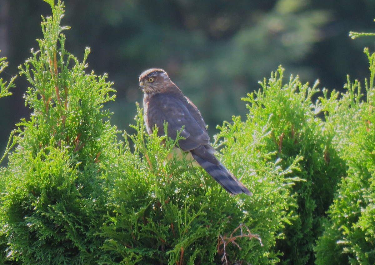 Sharp-shinned Hawk - ML641991269