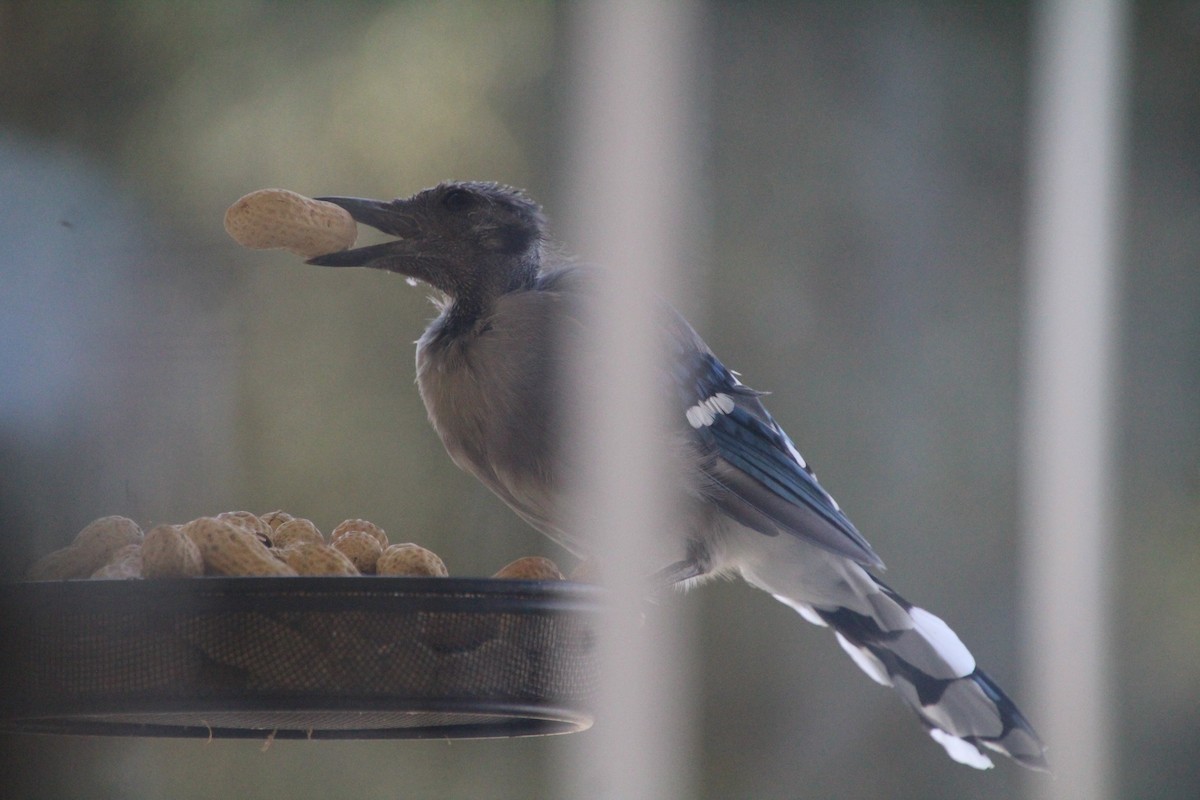 Blue Jay - ML641991270