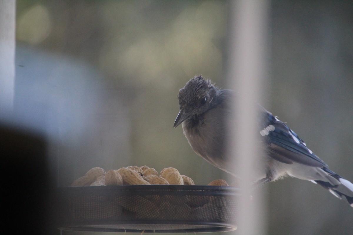 Blue Jay - ML641991271