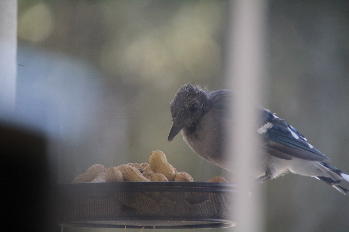 Blue Jay - ML641991272