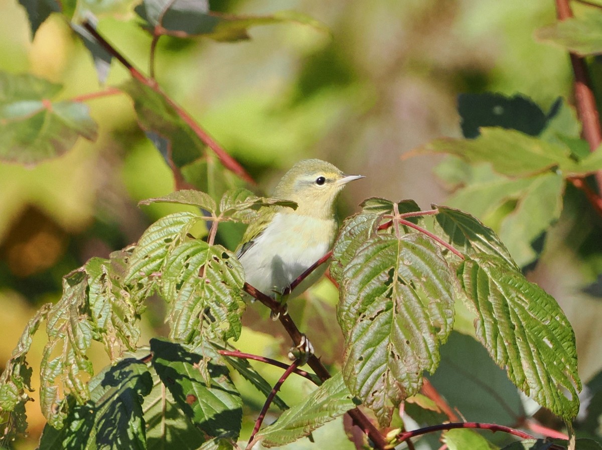 Tennessee Warbler - ML641991273