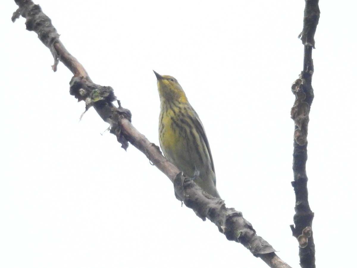 Cape May Warbler - ML641991274