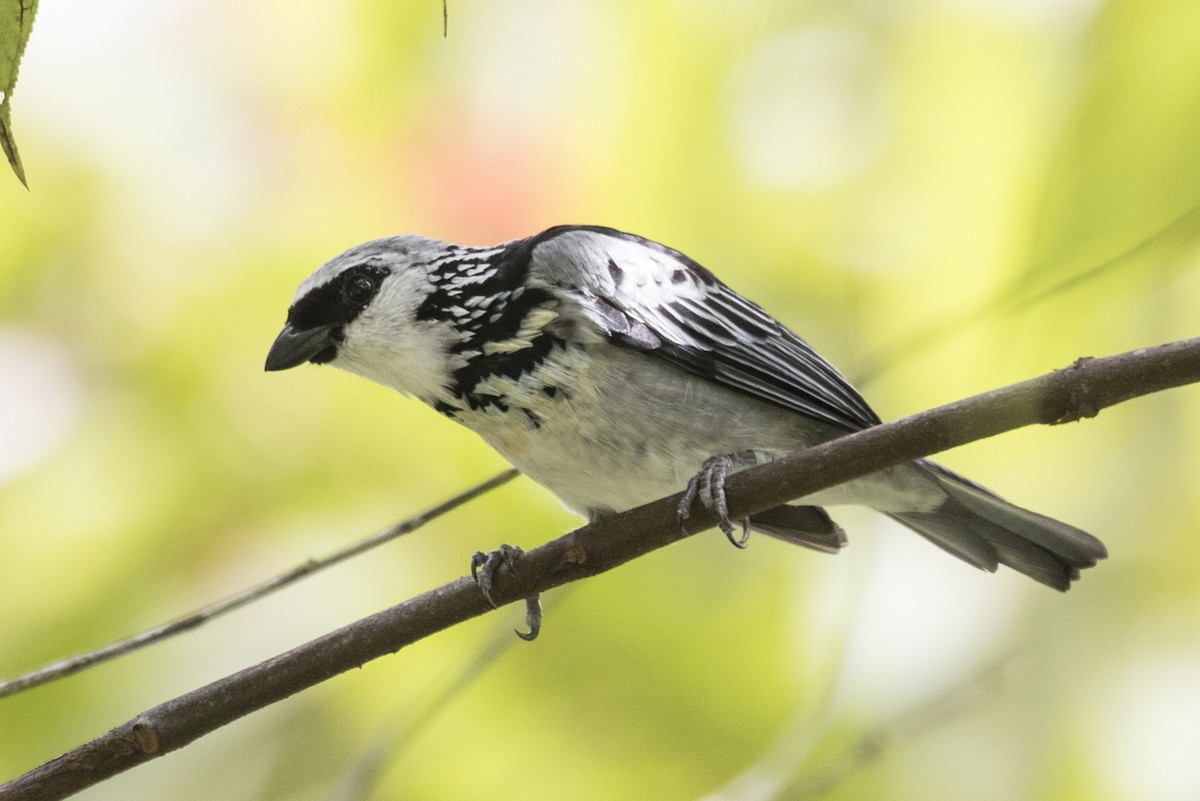 Gray-and-gold Tanager - ML641991275