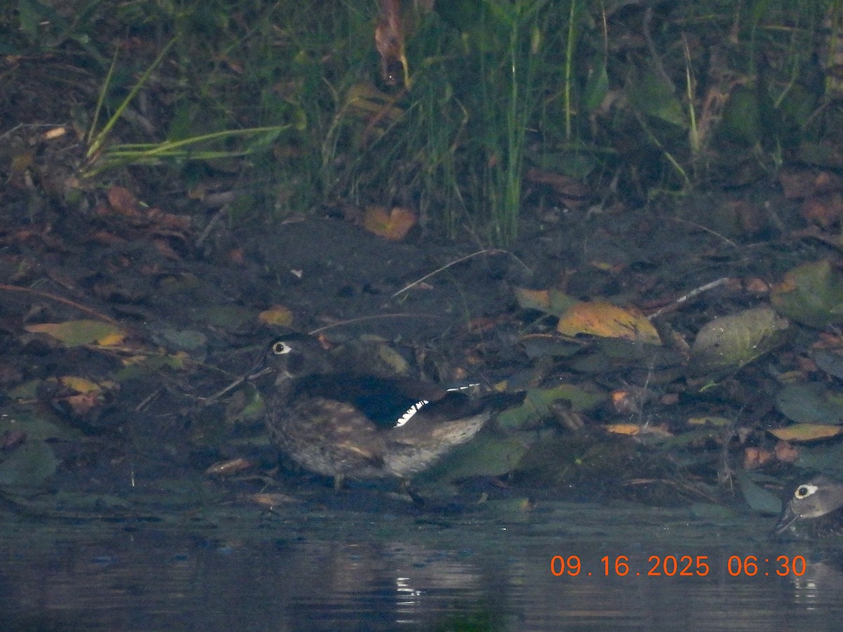 Wood Duck - ML641991276