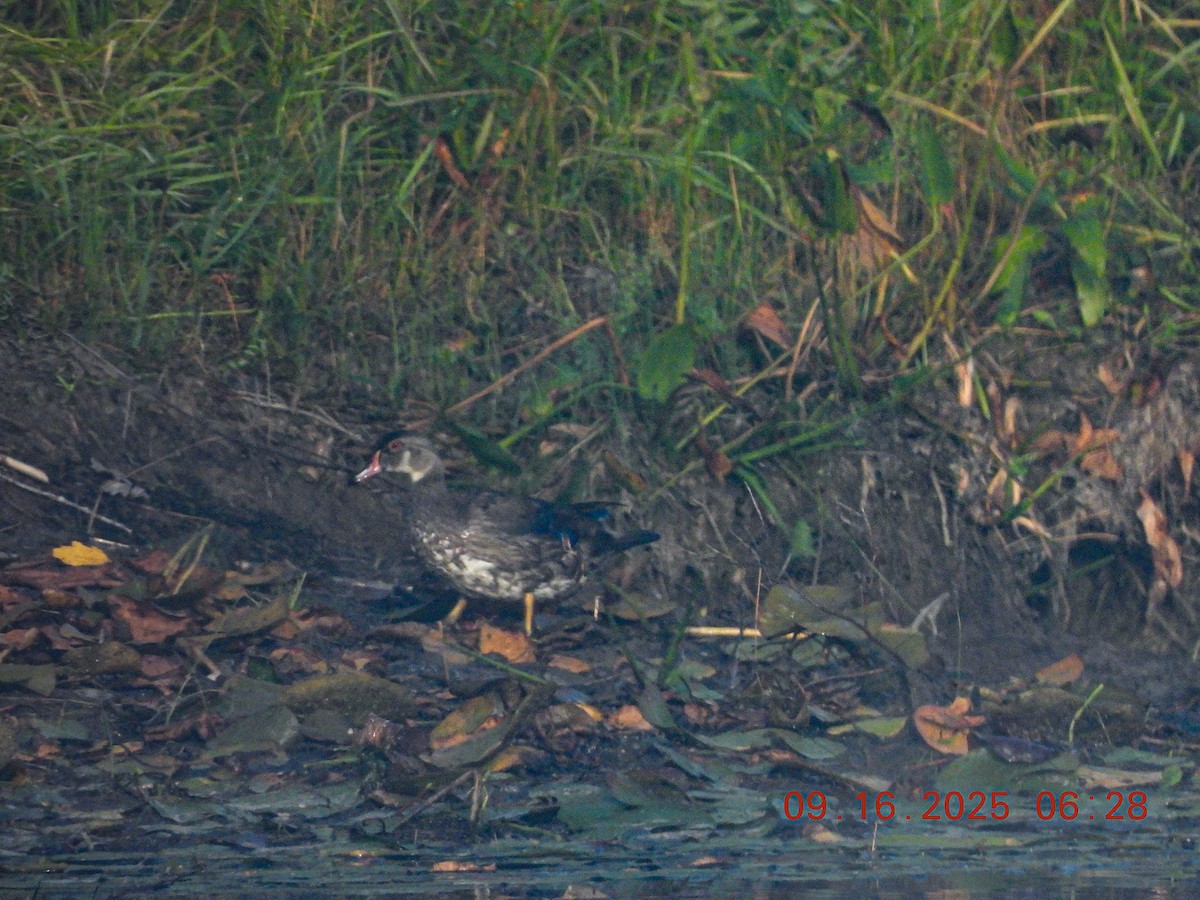 Wood Duck - ML641991277