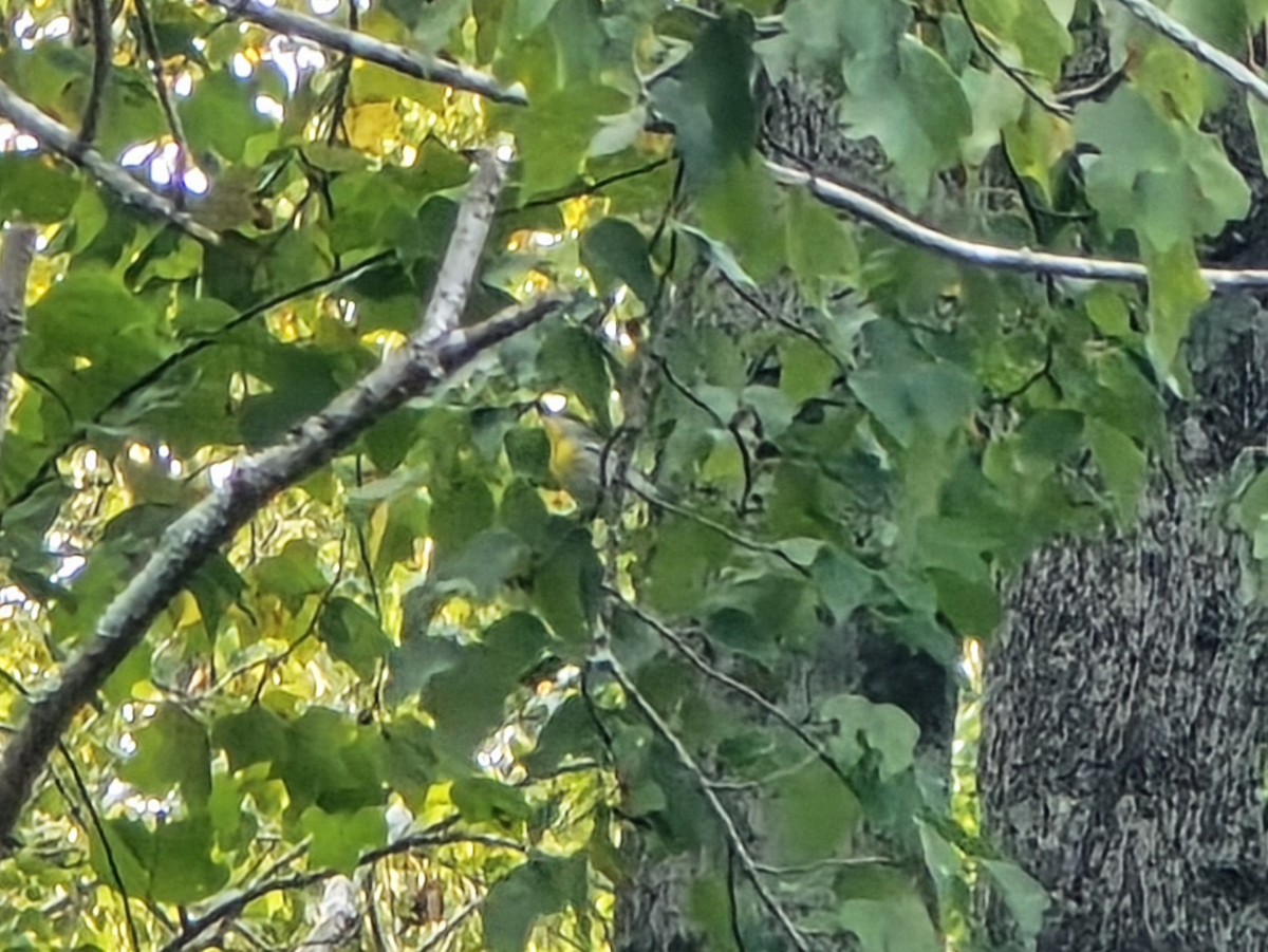 Northern Parula - ML641991278