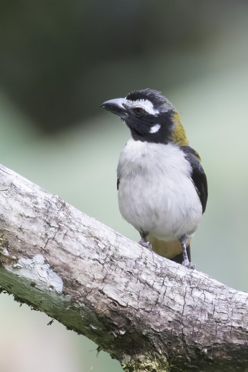 Black-winged Saltator - ML641991282