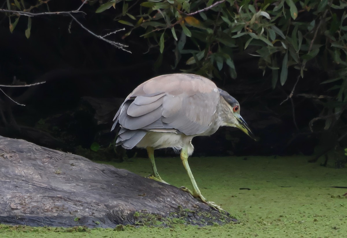 Black-crowned Night Heron - ML641991283