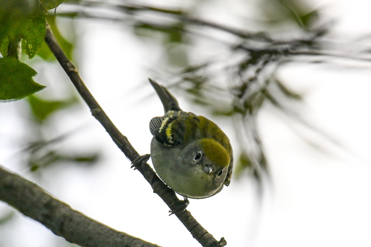 Red-eyed Vireo - ML641991284