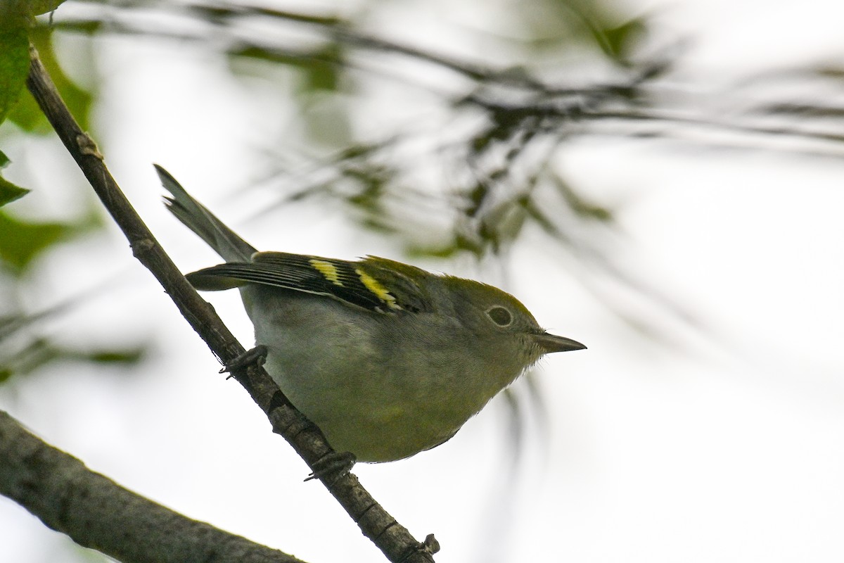 Red-eyed Vireo - ML641991285