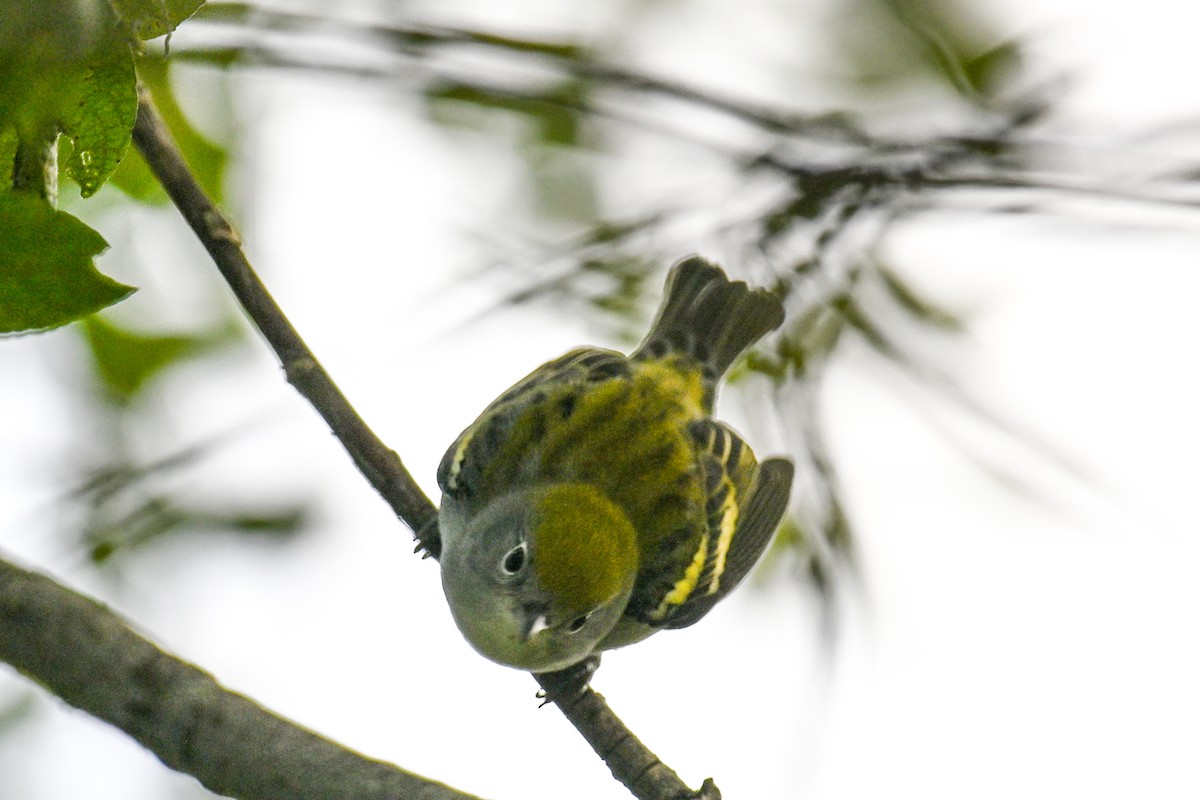 Red-eyed Vireo - ML641991286