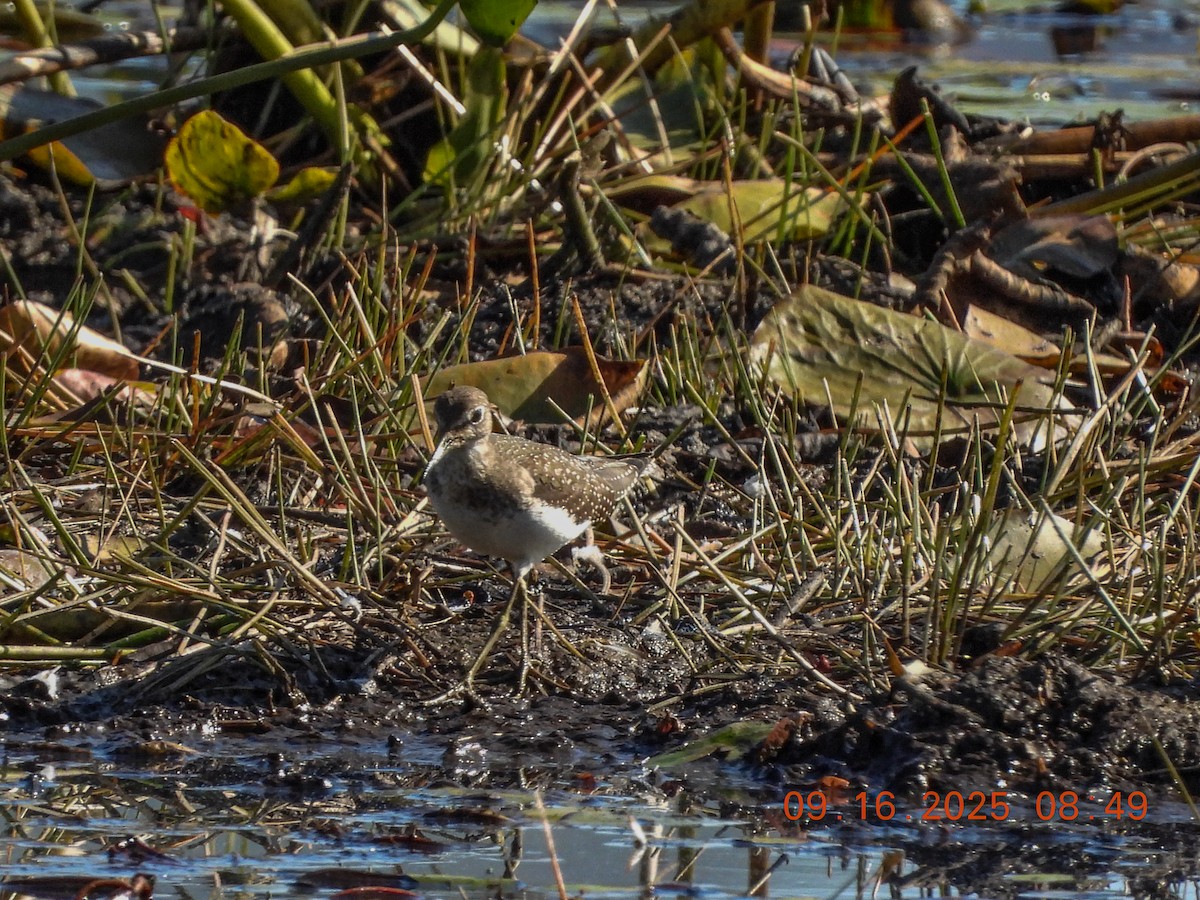 Solitary Sandpiper - ML641991287