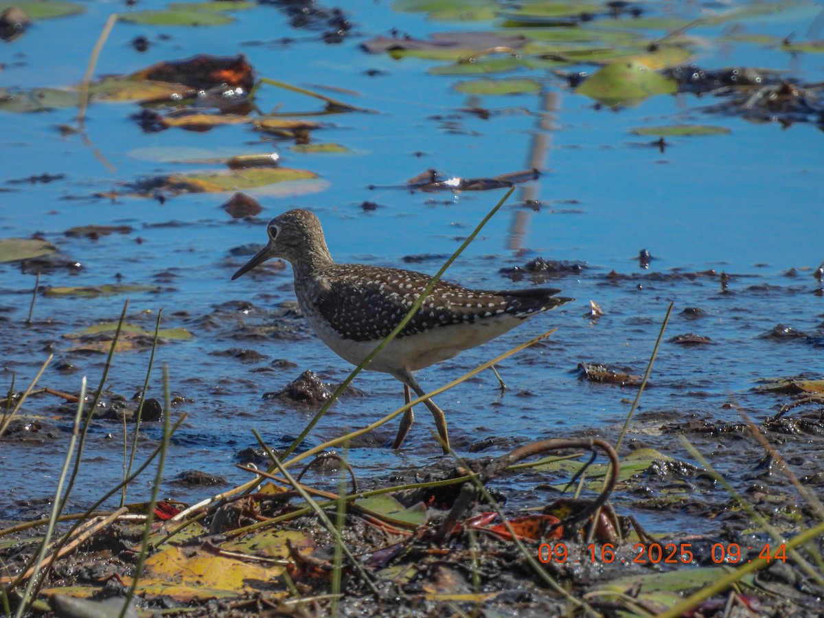 Solitary Sandpiper - ML641991288