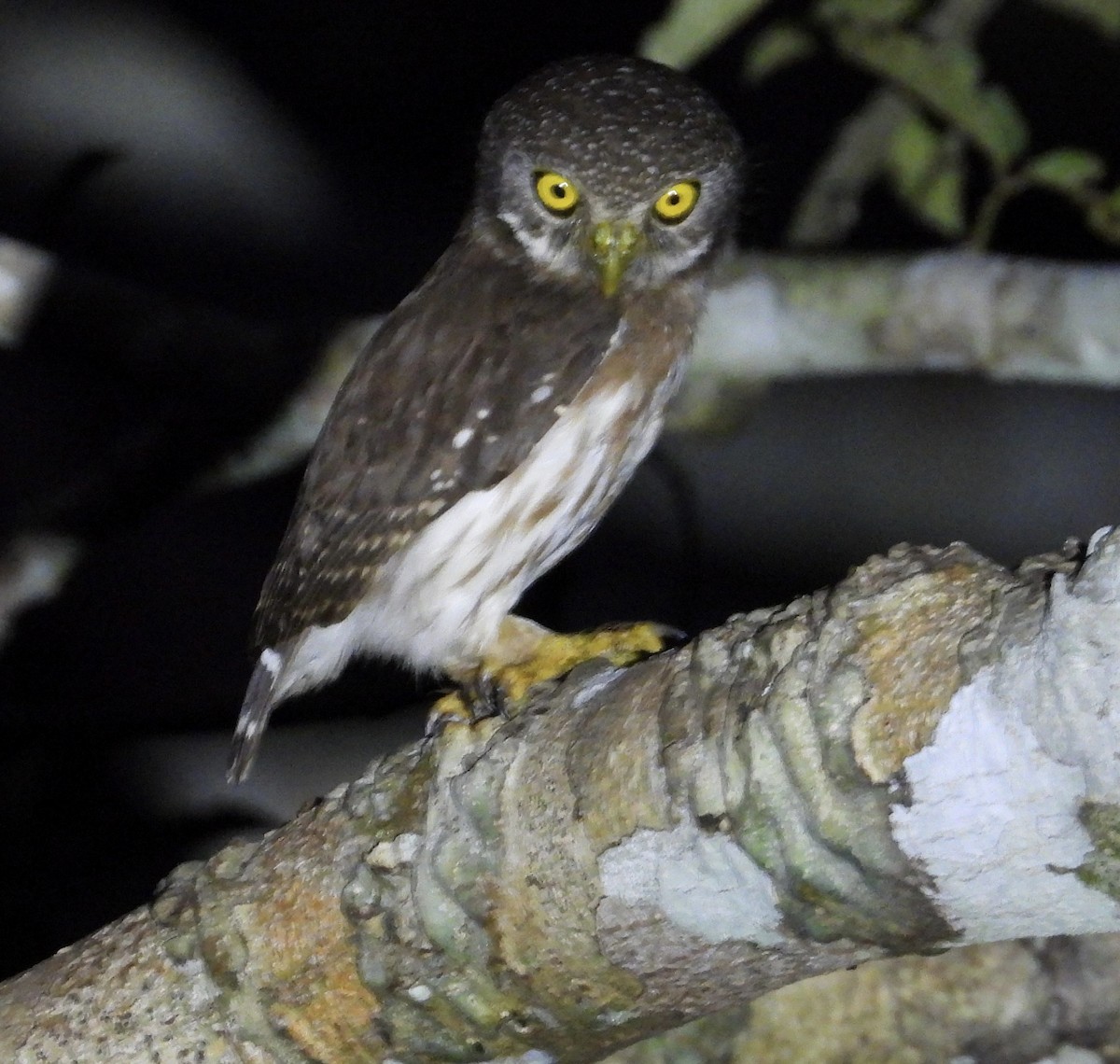 Amazonian Pygmy-Owl - ML641991289