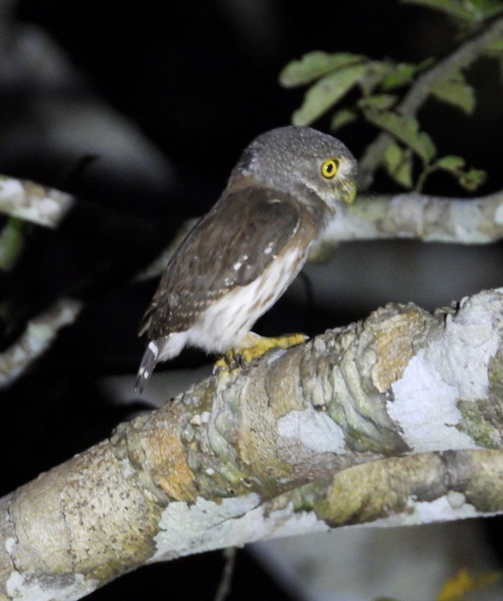 Amazonian Pygmy-Owl - ML641991290